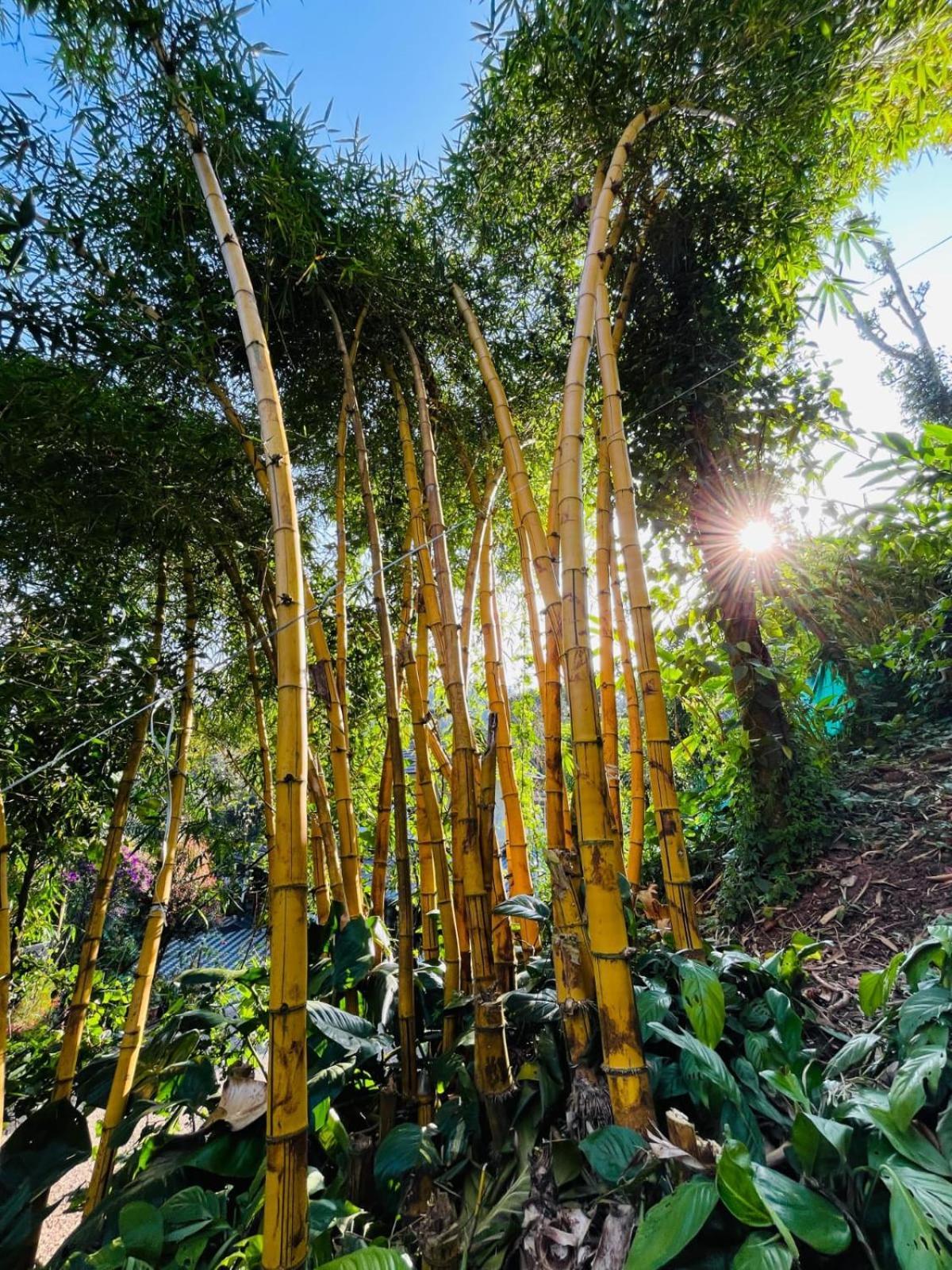 Vila Lush Acres Thekkady Exteriér fotografie